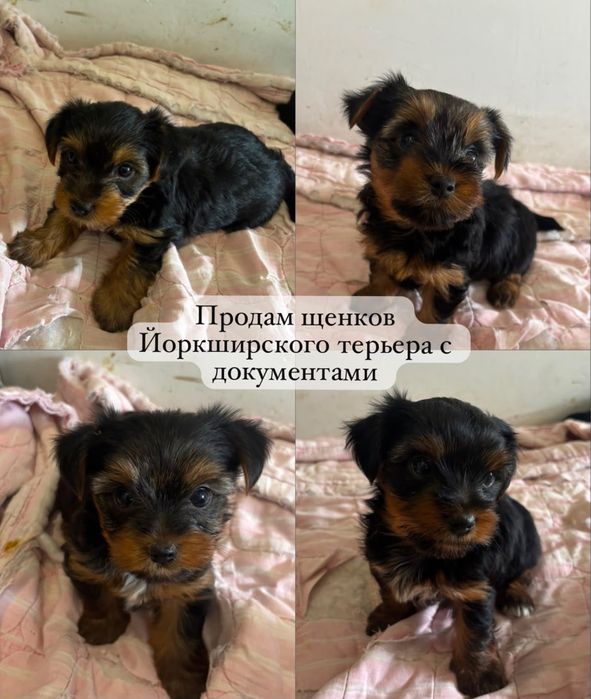 Йоркшиский терьер щенки с документами