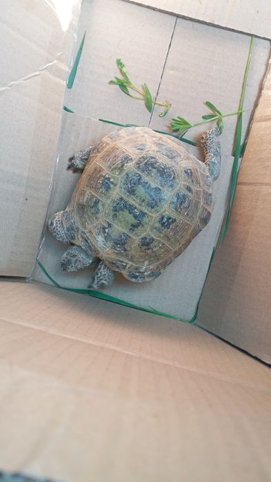 Продам черепахаху