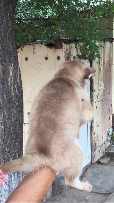 Я самый шоколадный