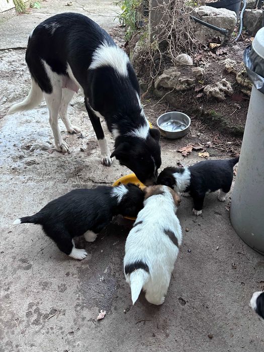 Подарявам кученце