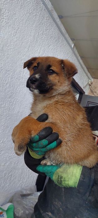 Щенята 5000 тг  продам