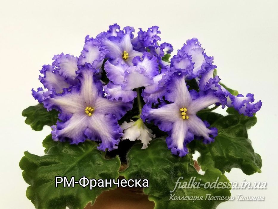 Детки сортовых фиалок