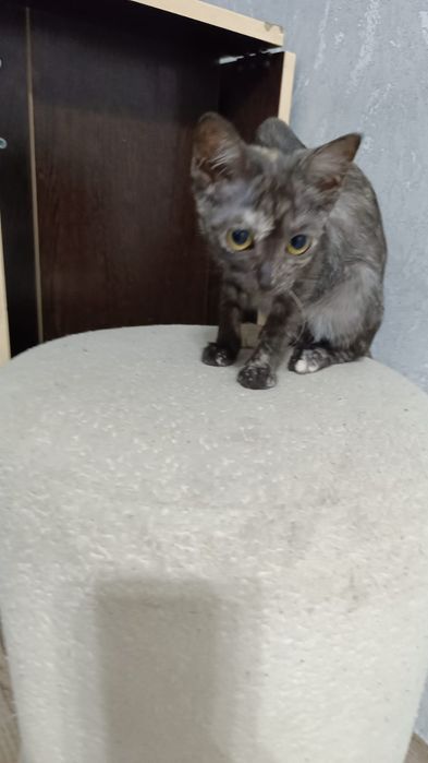 Отдам котят в хорошие ,добрые руки