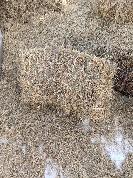 Жонышқа сатылады 1600 тенге