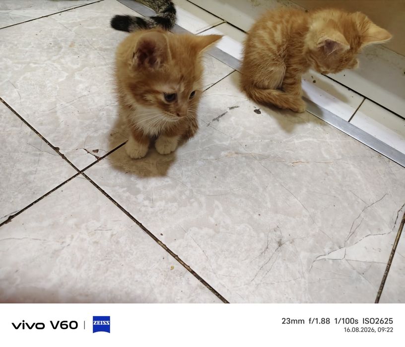 Котята отдам даром