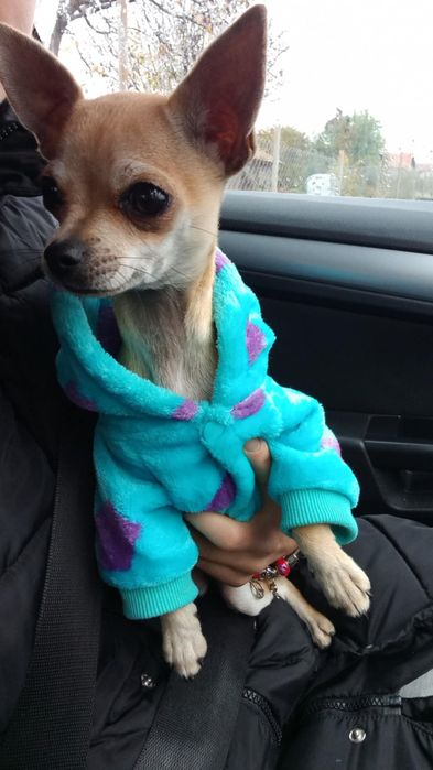 Чихуахуа Кученце