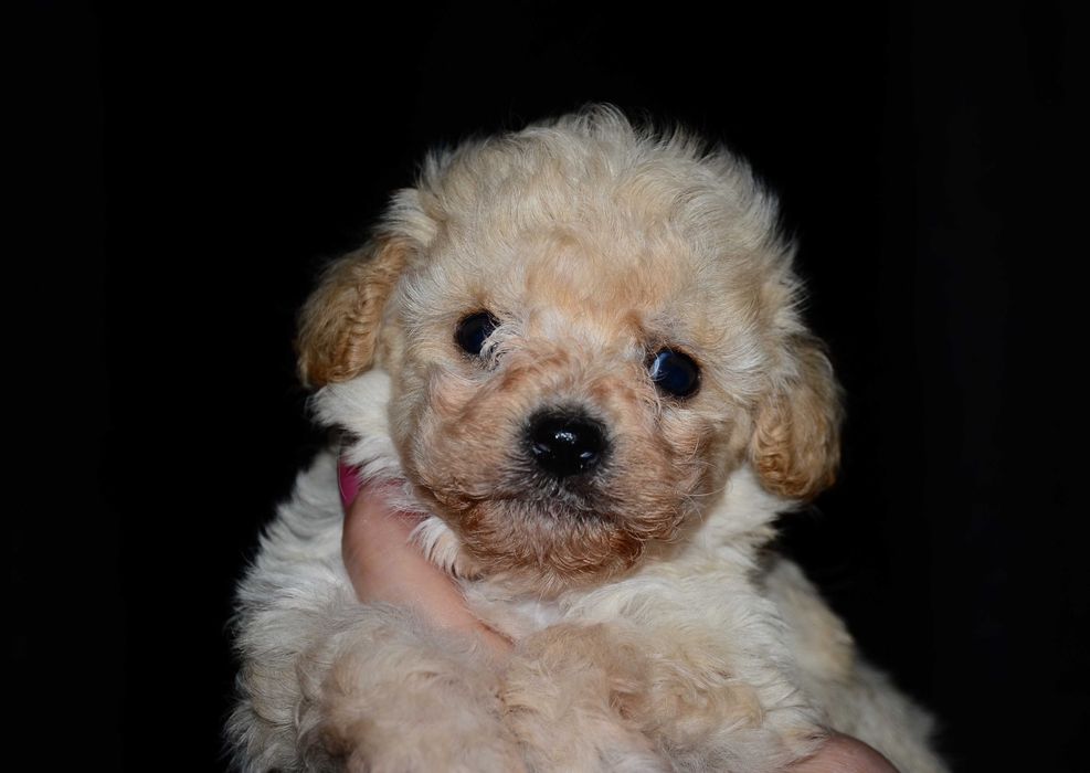 Мальтипу мини ! Maltipoo f1