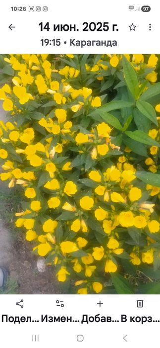 Цветы садовые многолетние