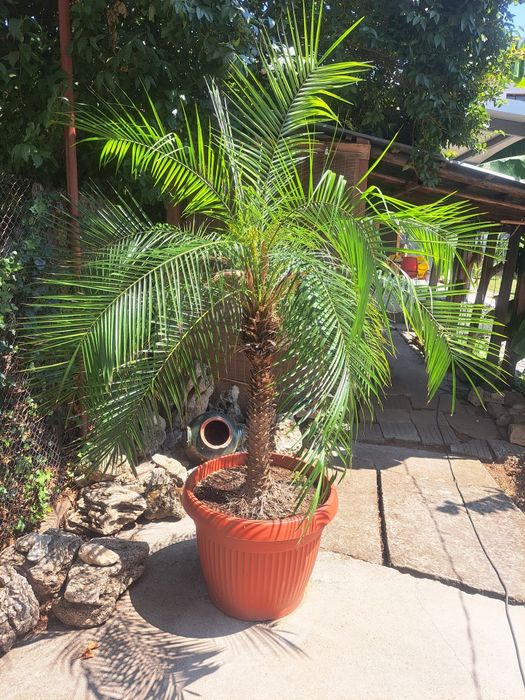 Палма феникс рубелине