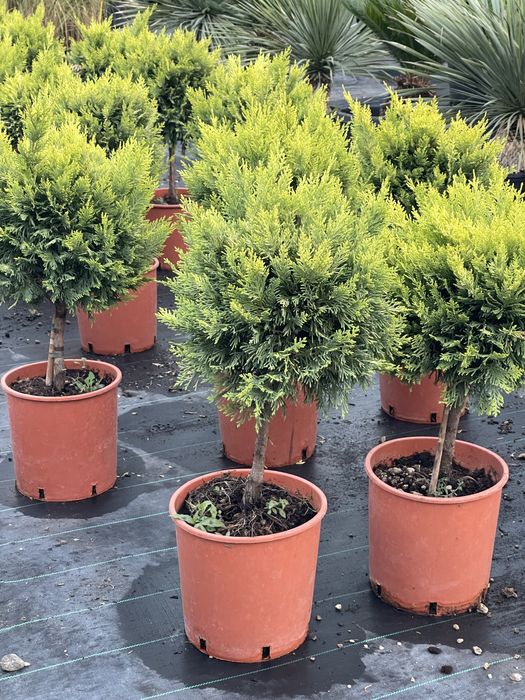 Palmieri, Yucca , Globuri , Leandru
