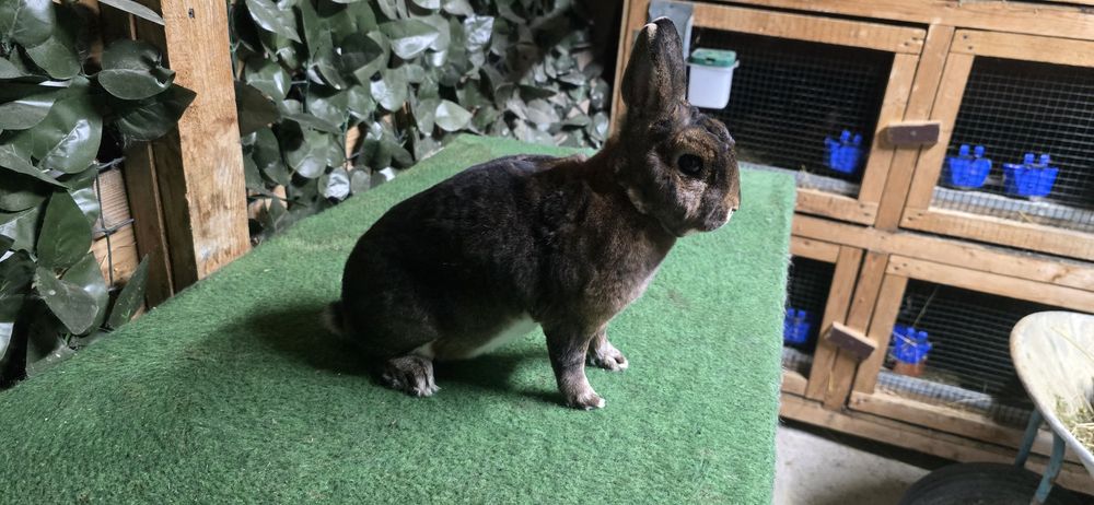 Rex Castor Pitic Beclean • OLX.ro