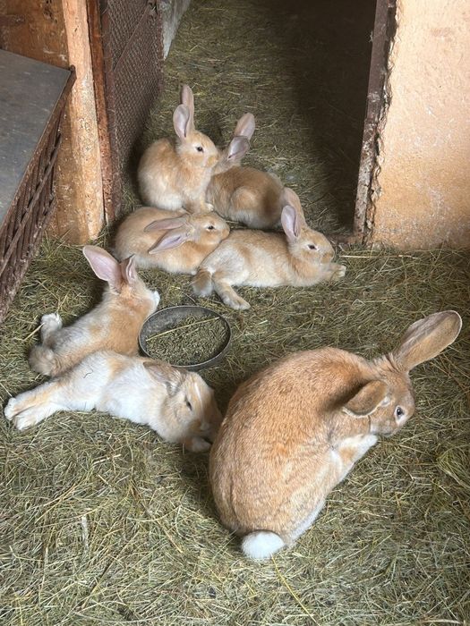 Iepuri metis de vânzare