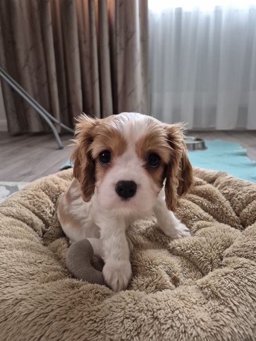 Cavalier king charles