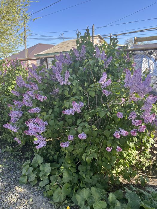 Сирень одна ветка 800тг