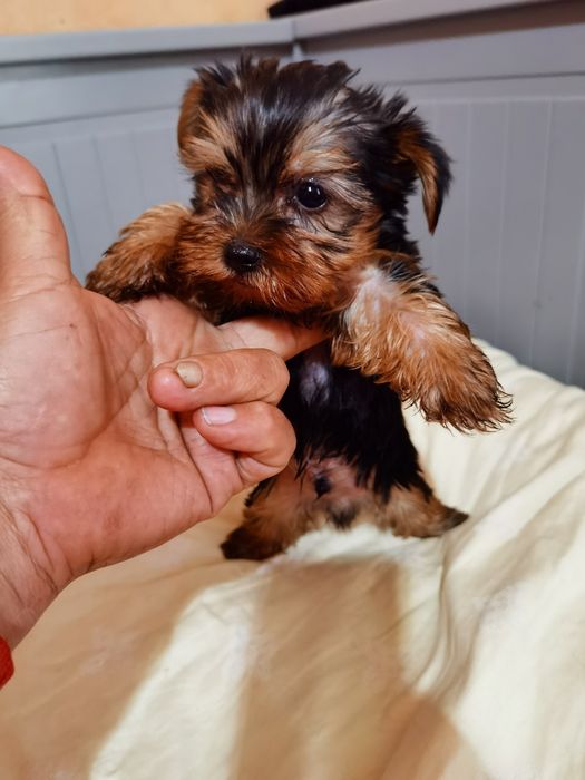 Yorkshire Terrier mini fetita