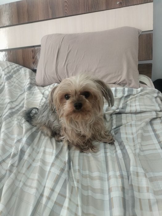 Йоркширский терьер мини мини