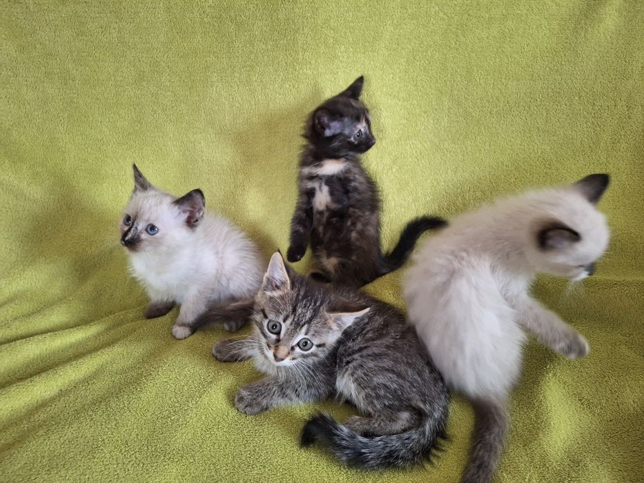 Котята в добрые руки.