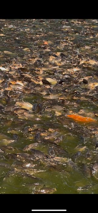 Common Carp, baliq yemlari. Tashkent