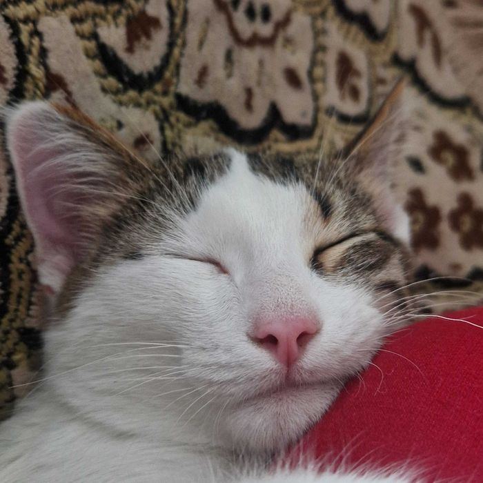 Кот кастрированный бесплатно