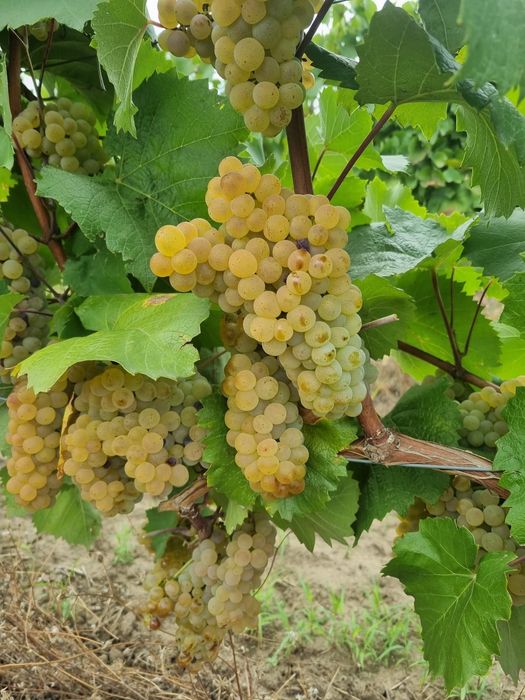 Struguri Tămâioasă Românească, Busuioaca de Bohotin, Aligote