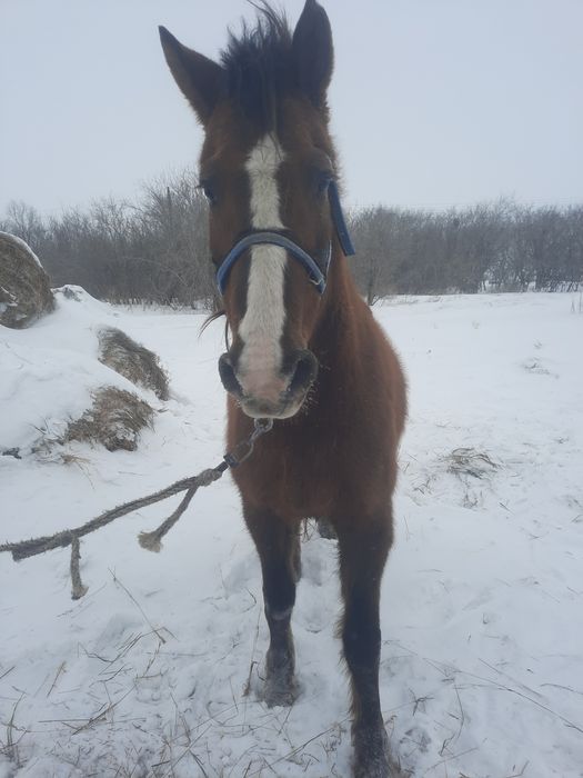 Продам кобылу жирную