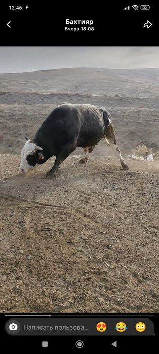 Продам Быка большого