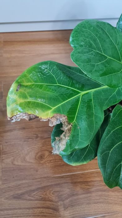 Фикус Лирата продам