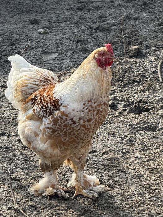 Gaini brahma colorate