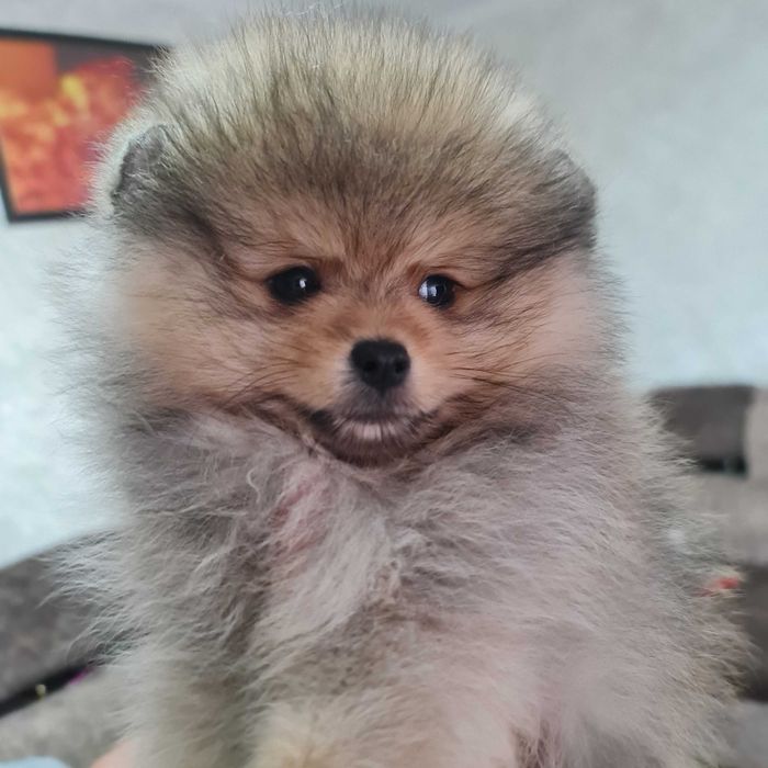 Померанский миник шпиц