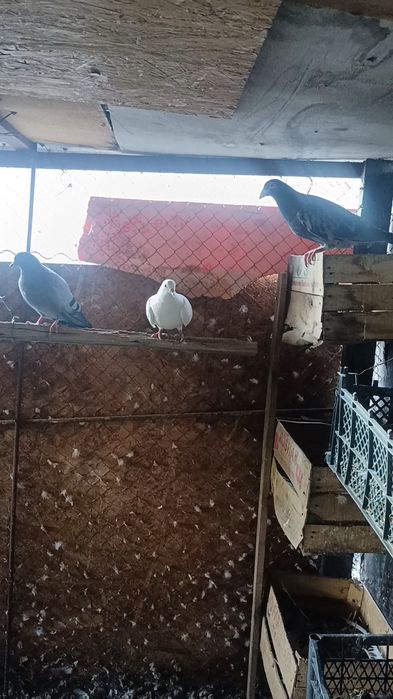 Голуби кормильцы