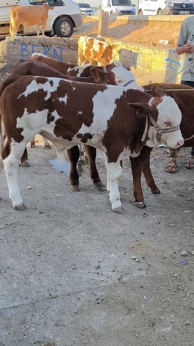 viței de rasă, cu transport asigurat