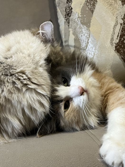 Отдаю кошек в добрые руки!