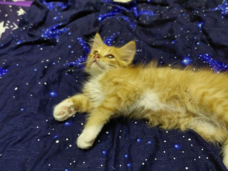 Котенок мальчик возраст 2 мес