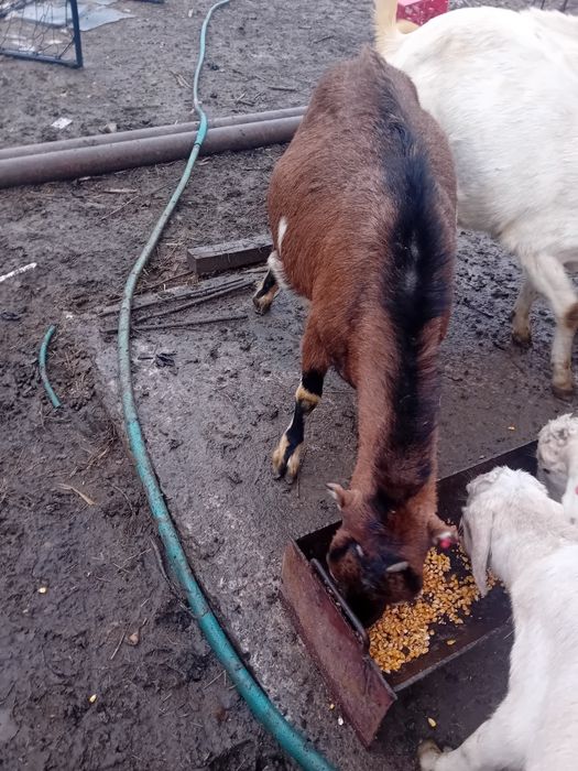 Doua capre tinere gestante