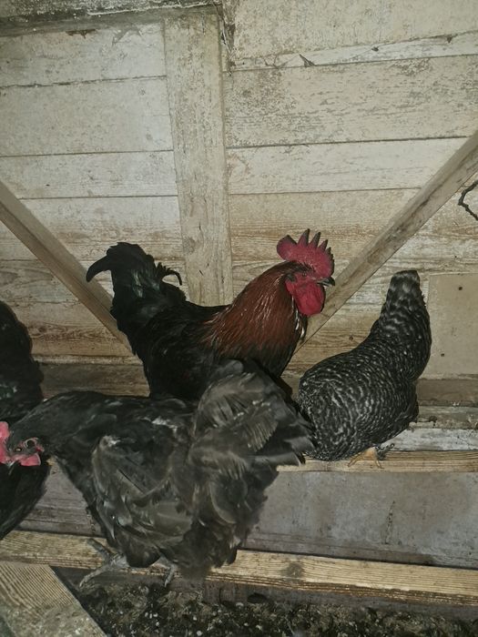 Vand 1cocosi marans!