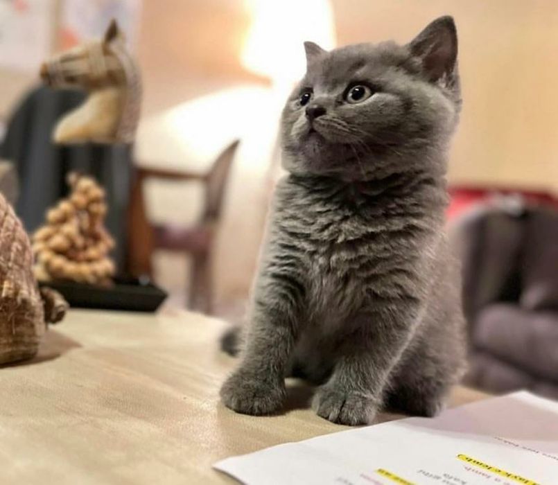 British Shorthair Autentic Blue