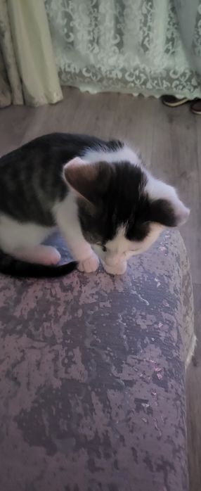 Отдам котёнка в добрые руки