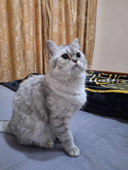 Предлагается для вязки