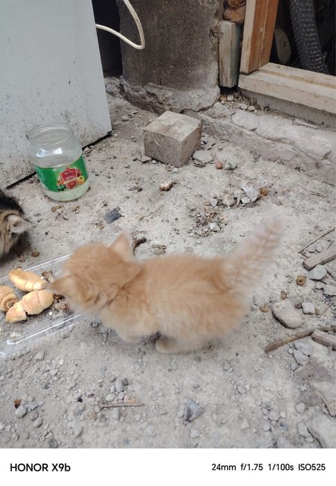 Отдам котята в хорошие руки