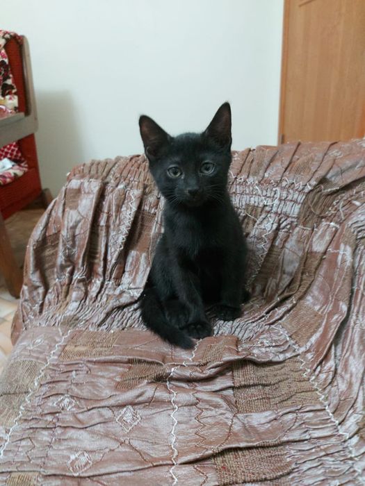 Котята 3мес мальчики