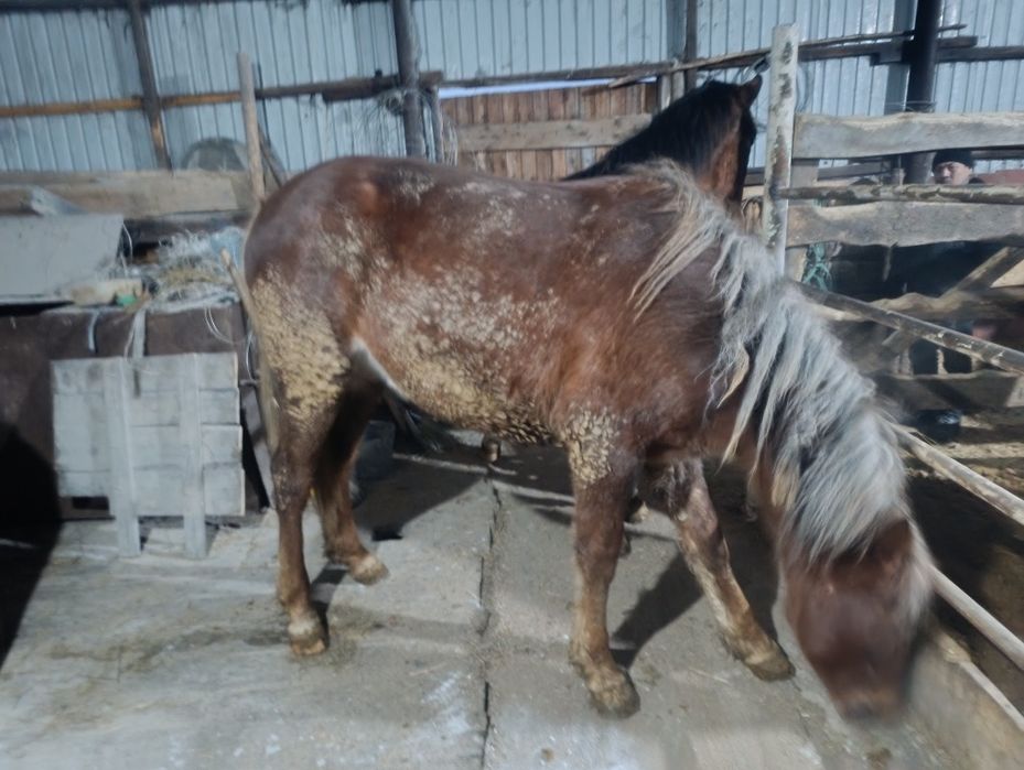 Кунан сатылады.щучинск