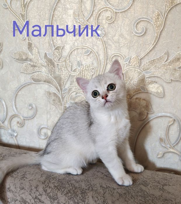Британские котята
