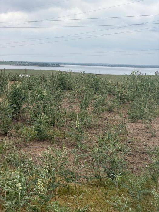 Участок рядом с Сарыболак