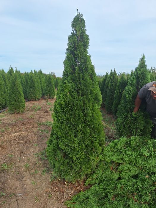 Amenajări grădini de la A la Z plante ornamentale