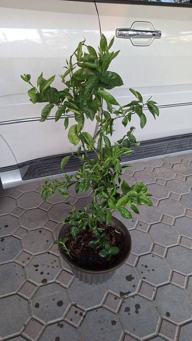 Цитрусовые деревца