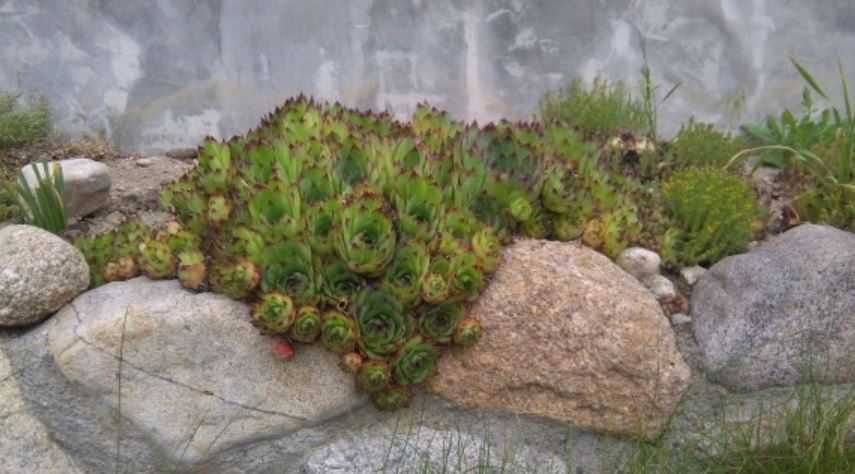 Планинска роза,Алпийска роза,Дебела Мара,Бабино ухо, Семпервивум