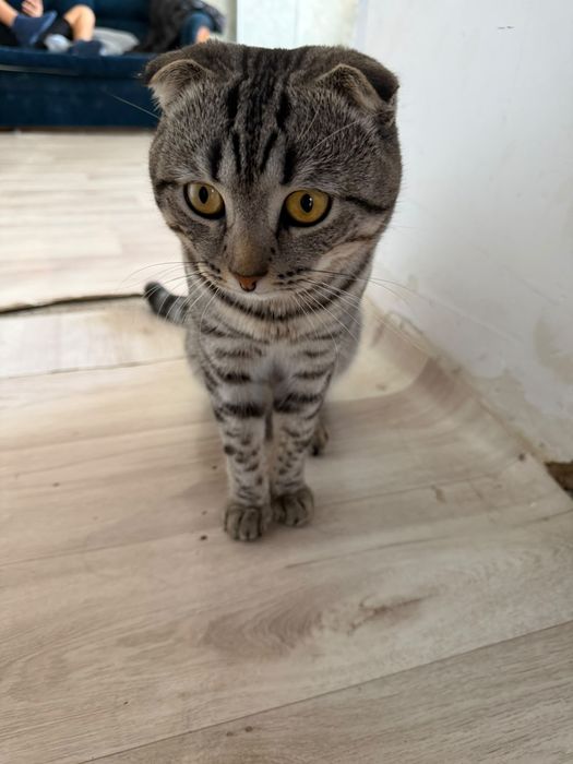 Отдам даром кота