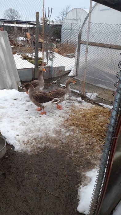 Vand gaste Romanesti, anul 2025