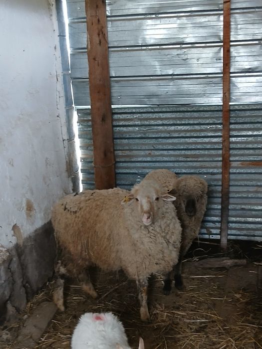 Срочно ! Продаётся молодые бараны