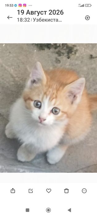 бесплатна отдам в хароший руки